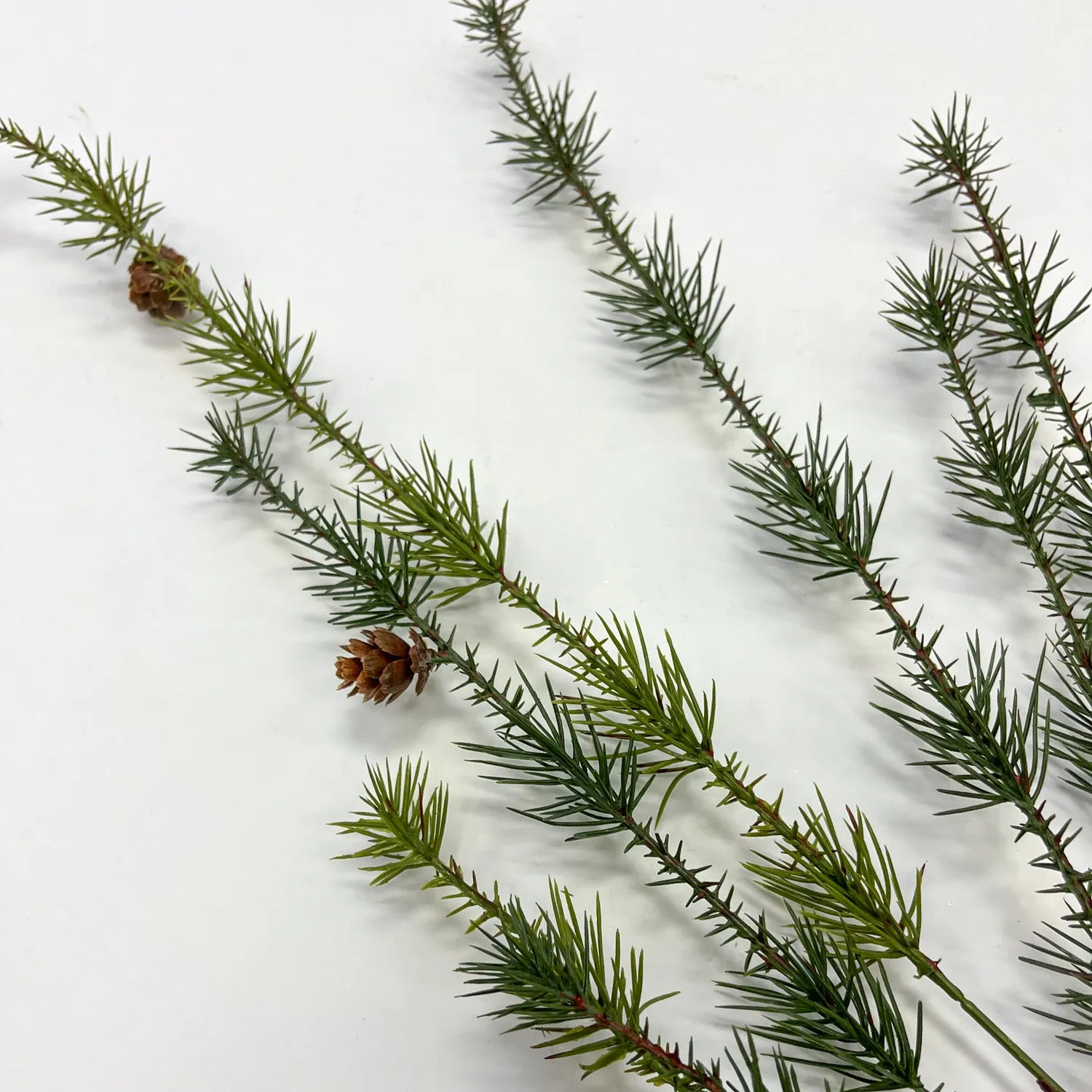 Wispy Pendula Pine & Mini Pinecone Branch Long Winter Greenery Stem  - 33"